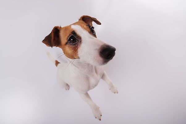 포토 JPG 해외이미지 스튜디오촬영 동물 행복 감정 얼굴 포유류 놀이 사랑 사람없음 반려동물 우주 믿음 우정 기쁨 개 달콤 강아지 테리어 호기심 흰배경 코 사냥개 코믹 사냥꾼 잭 고립 기르기 어안 유래 총구 혼란 혼자 해외포토 직업 백그라운드 컨셉 실내 신체부위 친구 흰색 맛 돌봄 파일형식 이미지허브