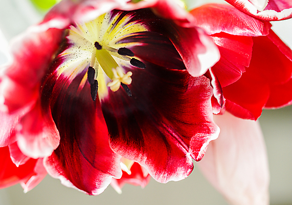 포토 JPG 해외이미지 식물 디자인 계절 꽃잎 꽃 백그라운드 컨셉 꽃무늬 자연 추상 휴가 사람없음 빨간색 빛 햇빛 태양 환경 맑음 봄 튤립 성장 벚꽃 흰색 신선 신용카드 개화 선택 질감 복고 부드러움 내추럴 해외포토 자연요소 컬러 무늬 날씨 금융 감각 생태계 파일형식 이미지허브