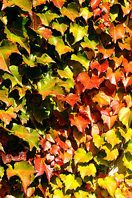 포토 JPG 해외이미지 계절 백그라운드 단풍 잎 자연 독일 사람없음 빨간색 빛 맑음 침묵 가을 그리기 해외포토 식물 유럽 컬러 모션 날씨 소리 생태계 파일형식 이미지허브