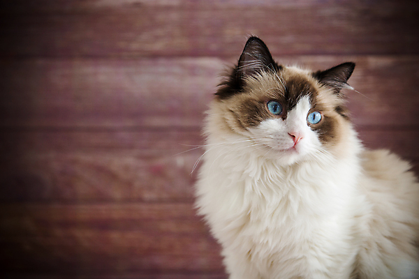 포토 JPG 해외이미지 동물 응시 얼굴 백그라운드 텍스트 놀이 휴식 주택 털 표정 건강 사람없음 목재 반려동물 귀여움 고양이 공백 기쁨 흰색 달콤 얼룩무늬 조립 고립 스라소니 해외포토 나무 시선 감정 컬러 컨셉 무늬 재료 포유류 건물 신체부위 맛 파일형식 이미지허브