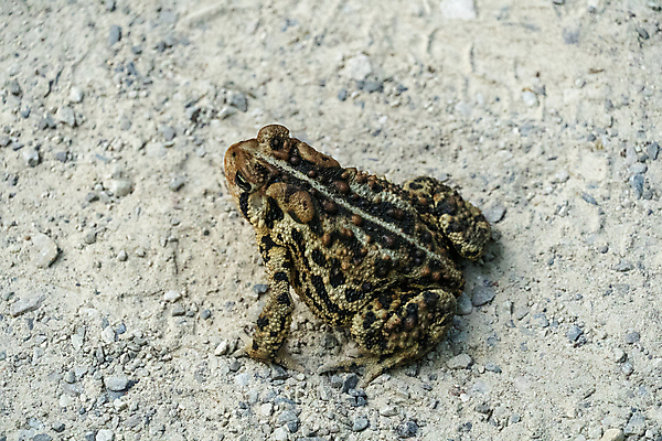 포토 JPG 해외이미지 나무 동물 야생동물 백그라운드 잎 자연 종류 개구리 양서류 사람없음 물 반려동물 뷰티 갈색 노란색 젖음 흰색 큼 묘사 내추럴 고립 이국적 해외포토 자연요소 식물 컬러 크기 생태계 파일형식 이미지허브