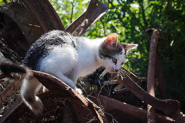 포토 JPG 해외이미지 동물 1 행복 얼굴 백그라운드 장난 포유류 자연 놀이 휴식 털 사람없음 야외 초록색 반려동물 귀여움 마을 정원 고양이 산책 흰색 아기 달콤 작음 모피 솜털 해외포토 감정 컬러 컨셉 사람 신체부위 맛 크기 생태계 파일형식 이미지허브