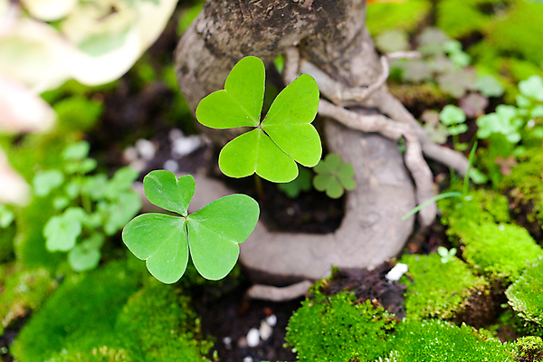 포토 JPG 해외이미지 나무 식물 백그라운드 잎 밭 자연 잔디 사람없음 야외 초록색 정원 맑음 성장 신선 행운 클로버 숲 원예 나무껍질 내추럴 땅바닥 해외포토 컬러 컨셉 농업 날씨 바닥 취미 껍질 생태계 파일형식 이미지허브