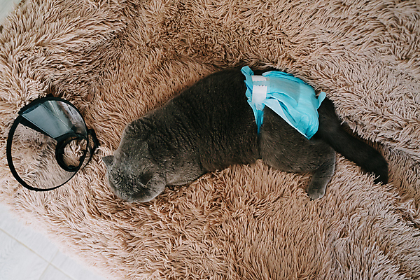 포토 JPG 해외이미지 동물 다이어트 포유류 영국 털 건강 사람없음 치료 반려동물 소파 머리 고양이 고통 회색 환자 수술 보호 질병 기저귀 외과 테라피 원뿔 수의사 양모 돌봄 헬프 스코틀랜드 해외포토 도형 감정 유럽 컬러 컨셉 의자 의학 모션 병원 신체부위 뷰티 아기용품 의사 직물 도움 파일형식 이미지허브