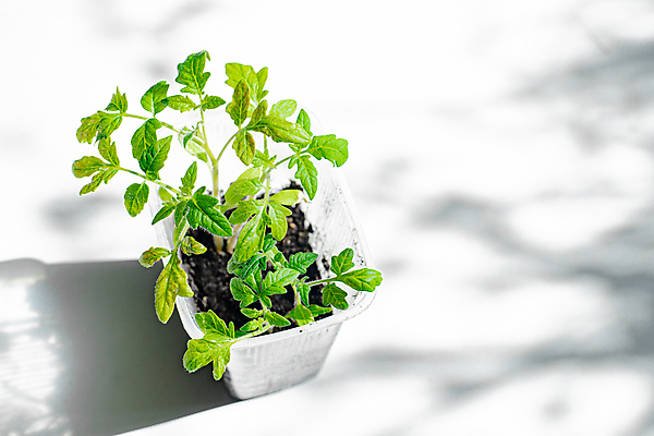 포토 JPG 해외이미지 나무 식물 계절 음식 백그라운드 잎 농업 채소 재료 자연 새로움 건강 그림자 씨앗 사람없음 초록색 새싹 정원 흙 봄 성장 흰색 시골 신선 냄비 작음 흰배경 유기농 원예 날것 내추럴 땅바닥 모종 묘목 심기 온실 채식주의자 카피스페이스 해외포토 웰빙 산업 컬러 컨셉 모션 바닥 취미 공백 솥 크기 생태계 채식 파일형식 이미지허브