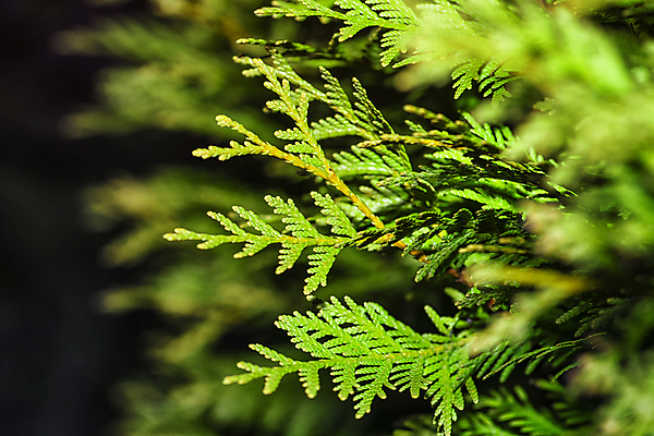 포토 JPG 해외이미지 나무 식물 디자인 외관 백그라운드 잎 크리스마스 겨울 꽃무늬 패턴 일러스트 모션 자연 벽지 추상 프레임 미술 사람없음 야외 그래픽 장식 빨간색 초록색 여름 컬러풀 정원 봄 나뭇가지 신선 소나무 숲 질감 침엽수 내추럴 삼나무 해외포토 계절 기념일 꽃 컬러 무늬 문화예술 생태계 파일형식 이미지허브