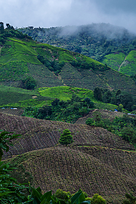 포토 JPG 해외이미지 나무 식물 라이프스타일 산업 아시아 음료 잎 밭 농업 다이어트 자연 노동자 건강 동양인 사람없음 초록색 농작물 약 농장 정원 수확 시골 신선 차 자르기 허브 언덕 인도네시아 산악지대 고립 해외포토 직업 나라 컬러 의학 모션 산 인종 생활 생태계 파일형식 이미지허브