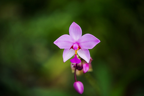포토 JPG 해외이미지 식물 분홍색 잎 동양인 사람없음 장식 뷰티 나뭇가지 우아함 묘사 해외포토 나무 컬러 컨셉 인종 파일형식 이미지허브