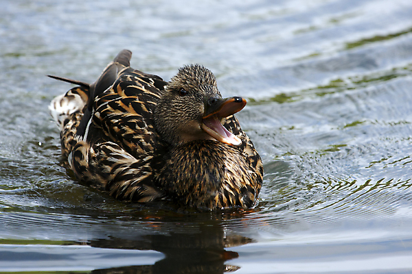 포토 JPG 해외이미지 동물 여자 야생동물 음식 줄기 날개 포유류 자연 조류 초식동물 오리 육류 미소 사람없음 초록색 물 컬러풀 갈색 수영 먹이 깃털 사냥 부리 청둥오리 채식주의자 혼자 해외포토 자연요소 식물 컬러 식재료 표정 사람 수상스포츠 생태계 채식 파일형식 이미지허브