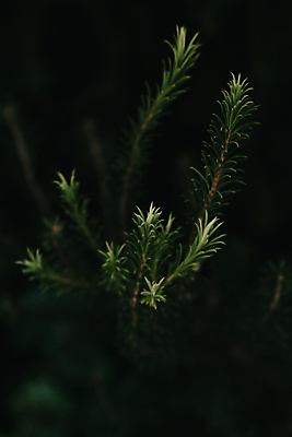 포토 JPG 해외이미지 백그라운드 잎 자연 사람없음 아웃포커스 초록색 어둠 해외포토 식물 컬러 촬영기법 생태계 파일형식 이미지허브