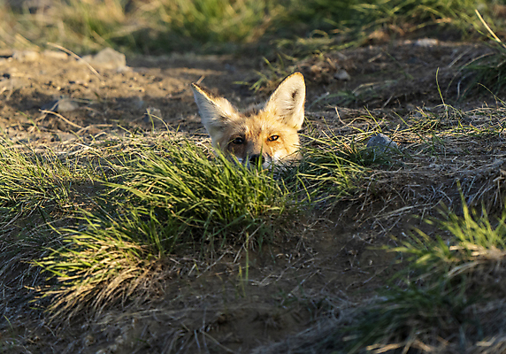 포토 JPG 해외이미지 주간 한마리 응시 야생동물 사람없음 야외 여우 해외포토 자연요소 동물 1 시선 포유류 파일형식 이미지허브
