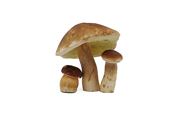 포토 JPG 해외이미지 식물 계절 음식 백그라운드 재료 건강 사람없음 갈색 버섯 수확 흰색 신선 맛 유기농 날것 각도 내추럴 고립 곰팡이 그물버섯 식용 채식주의자 캡모자 비건 맛있는 해외포토 모자_잡화 웰빙 컬러 컨셉 농업 채식 파일형식 이미지허브