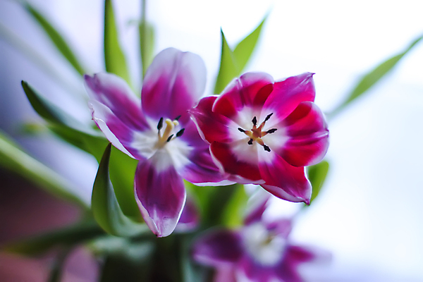 포토 JPG 해외이미지 식물 계절 기념일 꽃 분홍색 꽃다발 결혼 꽃무늬 자연 탁자 친절 선물 사랑 사람없음 목재 장식 초록색 컬러풀 햇빛 뷰티 봄 낭만 튤립 신선 신용카드 생일 자르기 다발 꽃집 정사각형 보케 초대 획득 블러 카피스페이스 세련 해외포토 도형 나무 감정 컬러 가구 컨셉 무늬 재료 모션 이벤트 금융 태양 상점 공백 생태계 파일형식 이미지허브