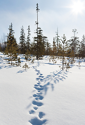포토 JPG 해외이미지 나무 계절 길 스포츠 여행 백그라운드 크리스마스 겨울 패턴 밭 자국 자연 하늘 휴가 산 사람 풍경 사람없음 야외 파란색 빛 햇빛 태양 뷰티 맑음 냉동 얼음 추위 덮개 흰색 신선 흔적 서리 트랙 장면 깊이 루트 선로 자취 눈내림 해외포토 자연요소 식물 기념일 컬러 무늬 농업 날씨 눈_날씨 뚜껑 생태계 파일형식 이미지허브