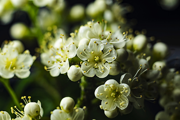 포토 JPG 해외이미지 나무 식물 계절 꽃 백그라운드 잎 꽃무늬 과일 자연 산 사람없음 야외 빨간색 초록색 여름 뷰티 정원 검은색 어둠 봄 성장 벚꽃 가을 흰색 물방울 나뭇가지 신선 개화 숲 다발 원예 내추럴 고립 재 해외포토 컬러 무늬 취미 생태계 파일형식 이미지허브