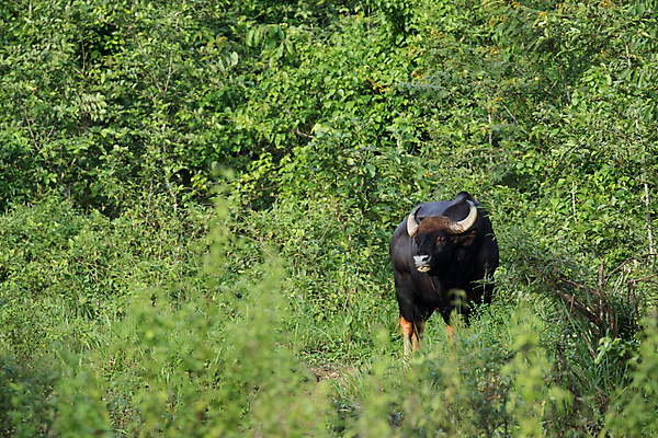포토 JPG 해외이미지 동물 공원 여자 야생동물 포유류 태국 자연 휴식 뿔 종류 사람없음 야외 힘 소 보호 숲 큼 인도인 들소 대륙 황소 근육질 고립 웅장함 이마 전국 해외포토 외국인 공공시설 아시아 컨셉 근육 사람 동양인 크기 몸매 생태계 파일형식 이미지허브