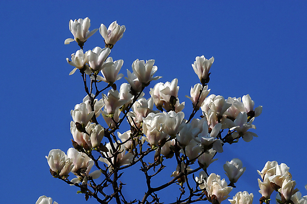 포토 JPG 해외이미지 주간 사람없음 야외 봄 목련 해외포토 자연요소 계절 꽃 파일형식 이미지허브