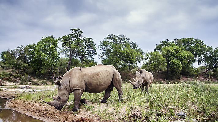 포토 JPG 해외이미지 동물 야생동물 2 포유류 아프리카 자연 파노라마 국립공원 사람없음 보호 사파리 코뿔소 남아프리카 보호구역 해외포토 공원 나라 컨셉 촬영기법 생태계 구역 파일형식 이미지허브