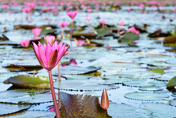 포토 JPG 해외이미지 식물 공원 꽃잎 꽃 아시아 호수 분홍색 여행 잎 꽃무늬 밭 태국 자연 아침 연꽃 풍경 사람없음 야외 빨간색 초록색 물 컬러풀 뷰티 환경 정원 벚꽃 연못 신선 개화 닫기 물새 내추럴 많음 해외포토 주간 자연요소 공공시설 나라 컬러 컨셉 무늬 농업 모션 조류 생태계 파일형식 이미지허브