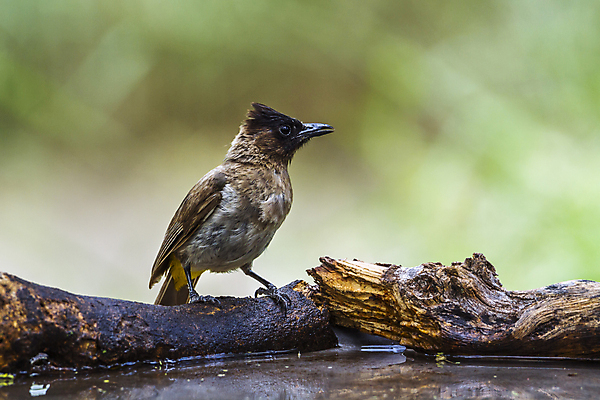 포토 JPG 해외이미지 동물 야생동물 아프리카 자연 조류 국립공원 사람없음 가로 보호 사파리 남아프리카 보츠와나 보호구역 해외포토 공원 나라 컨셉 생태계 구역 파일형식 이미지허브