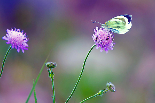 포토 JPG 해외이미지 식물 동물 계절 꽃 야생동물 나비 곤충 백그라운드 잎 꽃무늬 패턴 밭 날개 오렌지 자연 초원 사람없음 야외 초록색 여름 컬러풀 햇빛 태양 노란색 정원 침묵 봄 활발 수확 신선 소프트포커스 묘사 유기농 내추럴 캐모마일 해외포토 자연요소 웰빙 컬러 컨셉 무늬 농업 과일 촬영기법 소리 허브 생태계 파일형식 이미지허브
