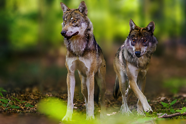 포토 JPG 해외이미지 주간 야생동물 두마리 사람없음 야외 아웃포커스 소프트포커스 늑대 해외포토 자연요소 동물 2 포유류 촬영기법 파일형식 이미지허브