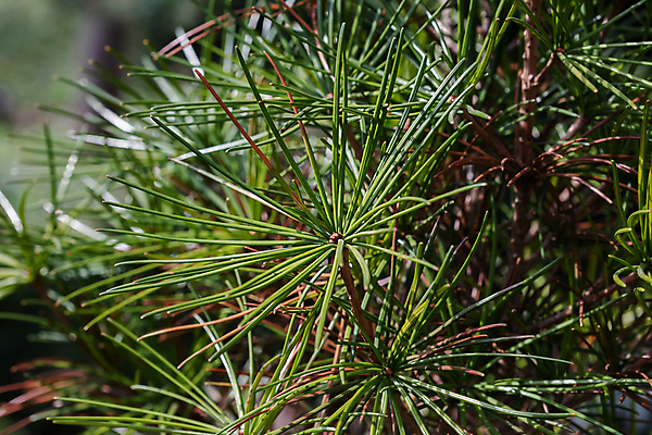 포토 JPG 해외이미지 나무 식물 줄기 백그라운드 잎 자연 아침 추상 부활절 사람없음 야외 가로 초록색 컬러풀 햇빛 태양 환경 정원 고요 봄 성장 신선 숲 속도 에코 보케 국경 해외포토 주간 자연요소 계절 기념일 컬러 무늬 생태계 파일형식 이미지허브