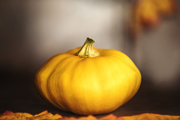 포토 JPG 해외이미지 나무 식물 디자인 계절 음식 백그라운드 잎 겨울 패턴 채소 오렌지 과일 가족 자연 탁자 호박 휴가 프레임 사람없음 목재 장식 빨간색 컬러풀 갈색 노란색 유행 우주 할로윈 수확 가을 시골 거친 황금 11월 질감 복고 박 추수감사절 10월 내추럴 그런지 옛날 국경 해외포토 기독교 컬러 가구 무늬 농업 재료 관계 날짜 생태계 파일형식 이미지허브