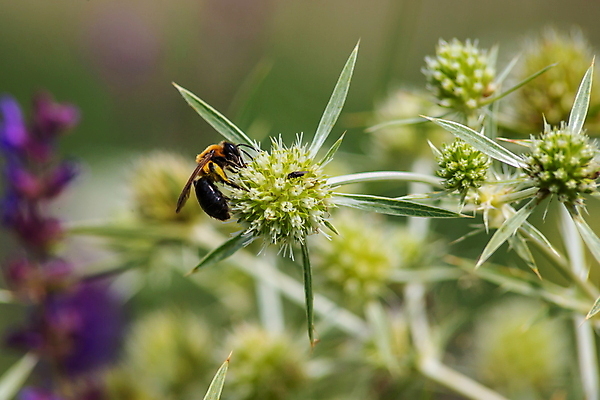 포토 JPG 해외이미지 식물 동물 꽃 유럽 곤충 백그라운드 꽃무늬 밭 농업 자연 초원 사람없음 야외 초록색 여름 파란색 뷰티 노란색 환경 정원 봄 벚꽃 개화 가시 수분 벌 허브 꽃가루 꿀 엉겅퀴 내추럴 생태학 해외포토 계절 교육 나라 산업 컬러 무늬 가루 생태계 파일형식 이미지허브