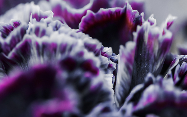 포토 JPG 해외이미지 식물 디자인 계절 꽃잎 꽃 분홍색 백그라운드 컨셉 꽃무늬 자연 추상 휴가 미술 사람없음 빛 갈색 환경 보라색 검은색 봄 수확 성장 벚꽃 신선 신용카드 개화 선택 카네이션 질감 복고 부드러움 내추럴 해외포토 컬러 무늬 농업 문화예술 금융 감각 생태계 파일형식 이미지허브