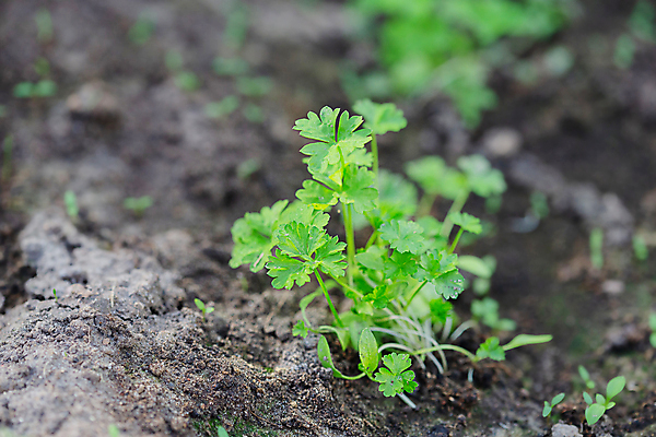 포토 JPG 해외이미지 식물 계절 꽃 음식 잎 농업 채소 자연 건강 씨앗 사람없음 초록색 여름 농장 정원 흙 샐러드 수확 성장 시골 침대 신선 상추 유기농 원예 먼지 국산 내추럴 땅바닥 모종 밭일 온실 줄서기 채식주의자 해외포토 웰빙 산업 컬러 가구 모션 바닥 취미 생태계 채식 파일형식 이미지허브