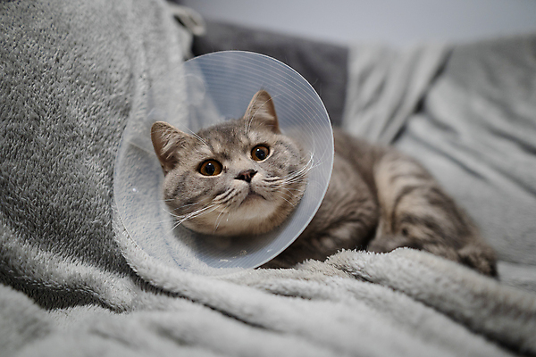 포토 JPG 해외이미지 동물 휴식 영국 주택 실내 건강 피곤 사람없음 반려동물 소파 약 머리 고양이 고통 회색 보호 플라스틱 목 외과 원뿔 수의사 직진 치유 스코틀랜드 해외포토 도형 감정 유럽 컬러 컨셉 의자 포유류 의학 재질 병원 내부 건물 신체부위 의사 파일형식 이미지허브