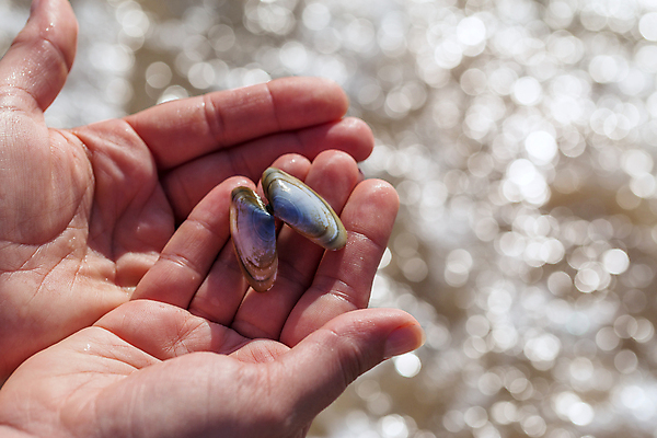 포토 JPG 해외이미지 백인 손 여자 바다 섬 여행 백그라운드 컨셉 자연 추상 휴가 조개 관리 사람 해변 사람없음 야외 물 뷰티 갈색 낭만 껍질 흰색 산호 닫기 수집 보케 취급주의 해외포토 자연요소 서양인 컬러 무늬 모션 어패류 경고 신체부위 자포동물 생태계 파일형식 이미지허브