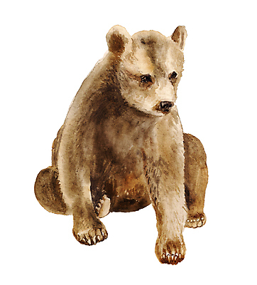 JPG 해외이미지 한마리 일러스트 곰 사람없음 그림 해외일러스트 동물 1 포유류 파일형식 이미지허브