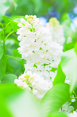 포토 JPG 해외이미지 식물 전통 계절 꽃잎 꽃 줄기 낙엽 잎 꽃무늬 자연 벽지 추상 사람없음 장식 초록색 컬러풀 뷰티 정원 보라색 봄 낭만 벚꽃 흰색 나뭇가지 축하 생일 개화 배열 제비꽃 심볼 순수 원예 향기 엽서 라일락 내추럴 해외포토 나무 기념일 컬러 컨셉 무늬 취미 편지 생태계 냄새 파일형식 이미지허브