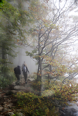 포토 JPG 해외이미지 나무 계절 공원 잎 오렌지 자연 사람없음 목재 빨간색 빛 컬러풀 노란색 안개 숲 10월 내추럴 해외포토 식물 공공시설 컬러 과일 재료 날씨 날짜 생태계 파일형식 이미지허브