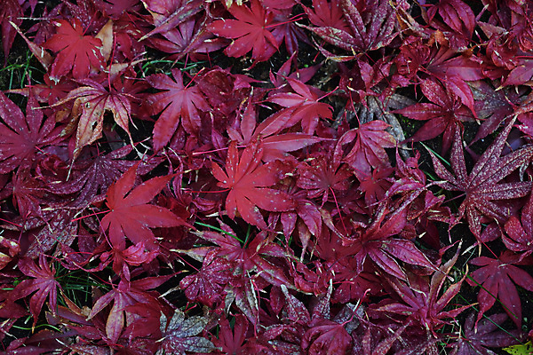 포토 JPG 해외이미지 나무 식물 디자인 계절 공원 아시아 선 백그라운드 단풍 잎 패턴 오렌지 자연 벽지 추상 사람없음 야외 장식 빨간색 초록색 컬러풀 뷰티 갈색 노란색 환경 정원 일본 봄 나뭇가지 숲 질감 10월 내추럴 고립 해외포토 공공시설 나라 컬러 무늬 과일 날짜 생태계 파일형식 이미지허브