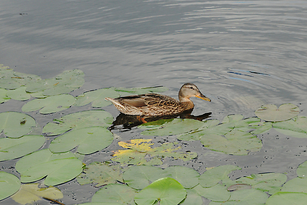 포토 JPG 해외이미지 동물 호수 어린이 2 텍스트 가족 자연 조류 엄마 오리 함께함 풍경 사람없음 가로 물 강 컬러풀 우주 수영 연못 그룹 씻기 깃털 만족 부리 청록색 전경 해외포토 자연요소 감정 컬러 컨셉 관계 사람 청결 수상스포츠 생태계 파일형식 탑뷰 이미지허브