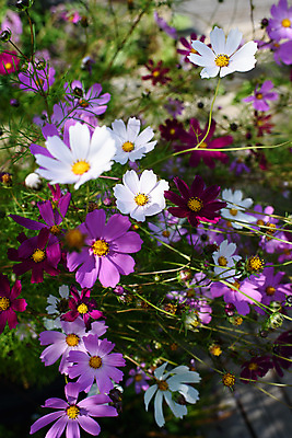 포토 JPG 해외이미지 식물 계절 꽃잎 꽃 분홍색 꽃다발 곤충 백그라운드 잎 꽃무늬 밭 자연 초원 사람없음 초록색 여름 파란색 컬러풀 정원 보라색 화목 봄 수확 벚꽃 개화 아래 제비꽃 코스모스 질감 보케 옛날 해외포토 동물 컬러 컨셉 무늬 농업 방향 생태계 위치 파일형식 이미지허브