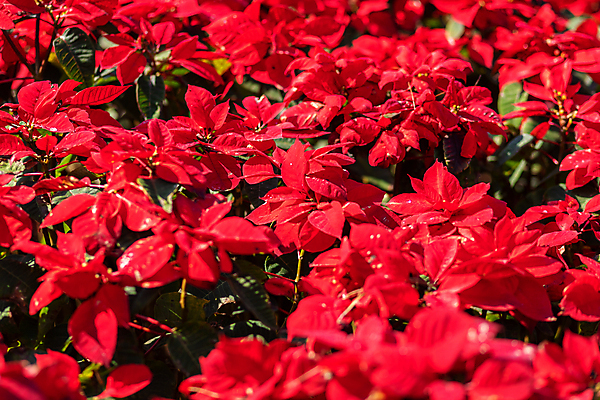 포토 JPG 해외이미지 나무 식물 전통 디자인 계절 꽃잎 꽃 별 백그라운드 잎 크리스마스 꽃무늬 자연 휴가 선물 사람없음 장식 빨간색 초록색 컬러풀 노란색 정원 축제 활발 벚꽃 축하 개화 12월 심볼 포인세티아 강렬 온실 해외포토 자연요소 기념일 컬러 컨셉 무늬 날짜 생태계 파일형식 이미지허브