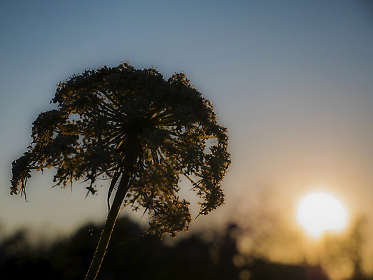 포토 JPG 해외이미지 식물 꽃잎 꽃 백그라운드 꽃무늬 채소 공 자연 벽지 양파 풍경 초원 사람없음 야외 장식 초록색 여름 빛 컬러풀 태양 뷰티 노란색 정원 보라색 일몰 봄 줄무늬 벚꽃 닫기 저녁 수분 땅 수집 활 부드러움 꿀 내추럴 블러 해외포토 자연요소 계절 컬러 무늬 모션 노을 감각 야간 생태계 파일형식 이미지허브