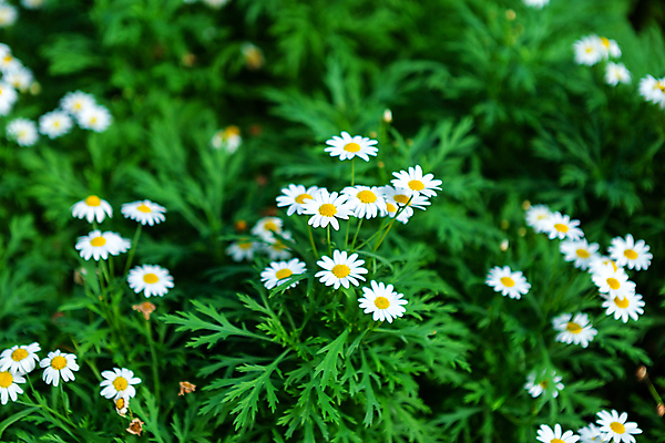 포토 JPG 해외이미지 나무 식물 계절 꽃잎 꽃 바다 분홍색 백그라운드 잎 꽃무늬 패턴 밭 자연 풍경 초원 사람없음 야외 초록색 여름 컬러풀 뷰티 노란색 정원 맑음 봄 벚꽃 흰색 작음 질감 데이지 내추럴 고립 캐모마일 해외포토 컬러 무늬 농업 날씨 크기 허브 생태계 파일형식 이미지허브