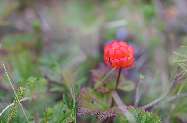 포토 JPG 해외이미지 식물 계절 열매 음식 잎 꽃무늬 다이어트 오렌지 자연 사람없음 야외 빨간색 초록색 여름 정원 성장 가을 나뭇가지 신선 닫기 맛 숲 작음 북극 먹기 북쪽 내추럴 숙성 스칸디나비아 맛있는 해외포토 나무 꽃 컬러 컨셉 무늬 과일 모션 건강 크기 극지방 방향 생태계 파일형식 이미지허브