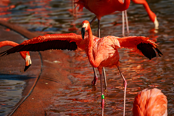 포토 JPG 해외이미지 동물 북아메리카 조류 사람없음 야외 가로 컬러풀 미국 플라밍고 캘리포니아 해외포토 컬러 아메리카 파일형식 이미지허브