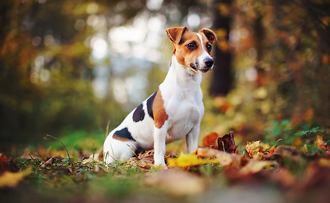 포토 JPG 해외이미지 주간 한마리 반려견 앉기 사람없음 야외 아웃포커스 반려동물 산책 강아지 소프트포커스 잭러셀테리어 해외포토 자연요소 동물 1 모션 휴식 촬영기법 개 테리어 파일형식 이미지허브
