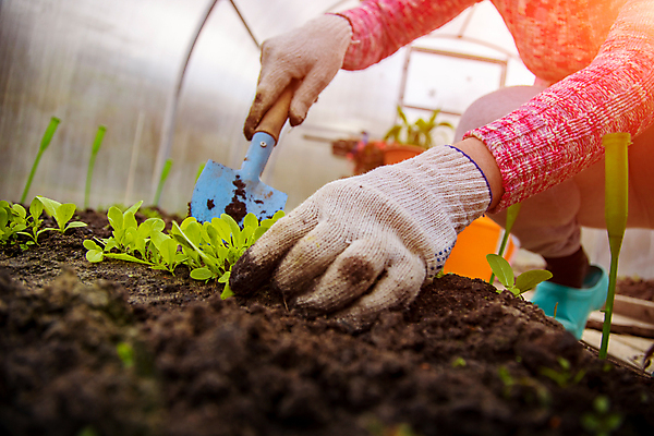 포토 JPG 해외이미지 식물 직업 라이프스타일 손 여자 꽃 행복 화분 장갑 가사 농업 가정 자연 휴식 실내 사람 취미 사람없음 야외 농장 정원 봄 장비 성장 시골 잡기 작업 농부 꽃집 유기농 생태계 원예 조심 관심 온실 채식주의자 비건 해외포토 웰빙 잡화 계절 감정 산업 컨셉 모션 내부 생활 신체부위 상점 채식 파일형식 이미지허브