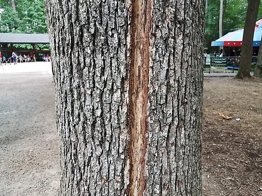 포토 JPG 해외이미지 나무 조각 자연 날씨 사람없음 야외 손상 나무껍질 깨짐 실종 해외포토 식물 컨셉 껍질 사건 생태계 파일형식 이미지허브