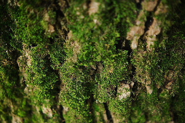 포토 JPG 해외이미지 나무 식물 디자인 공원 백그라운드 잎 패턴 자연 표면 추상 이끼 사람없음 야외 목재 초록색 갈색 환경 젖음 나뭇가지 소나무 거친 닫기 숲 천 피부 묘사 유기농 질감 통나무 나무껍질 잡동사니 내추럴 그런지 수목 옛날 해외포토 웰빙 공공시설 컬러 무늬 재료 모션 신체부위 껍질 직물 생태계 파일형식 이미지허브