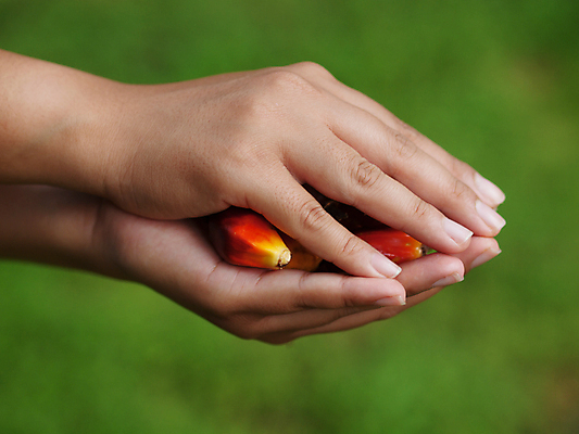 포토 JPG 해외이미지 식물 손 산업 아시아 음식 농업 과일 손가락 자연 관리 손바닥 씨앗 사람 동양인 사람없음 농장 수확 잡기 기름 유기농 보여주기 말레이시아 해외포토 웰빙 나라 모션 인종 신체부위 생태계 파일형식 이미지허브