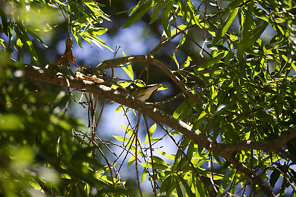 포토 JPG 해외이미지 나무 동물 척추동물 응시 야생동물 과학 잎 자연 조류 생물 앉기 풍경 사람없음 야외 가로 초록색 환경 다양 나뭇가지 보호 작음 깃털 생물학 부리 리빙 계산서 내추럴 동물상 생태학 그리너리 해외포토 식물 시선 교육 컬러 다수 컨셉 모션 조형물 크기 생태계 파일형식 트랜드컬러 이미지허브